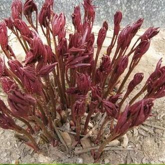 无限币.植物保卫战破解版无限叶子无限币？