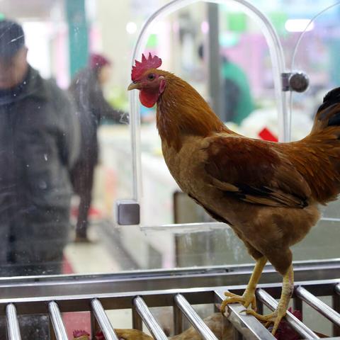 南宁菜市场活鸡的相关长尾关键词有哪些