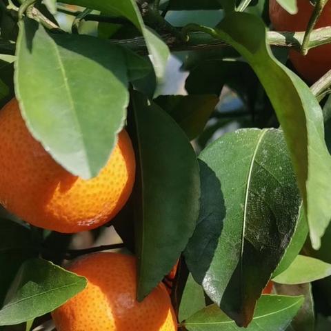 荔浦市隶属桂林市哪个区