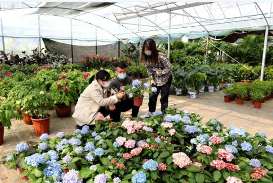 安徽全椒："90后"花农催开创业致富花