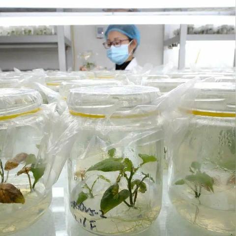 河南农科院红薯脱毒的相关长尾关键词有哪些