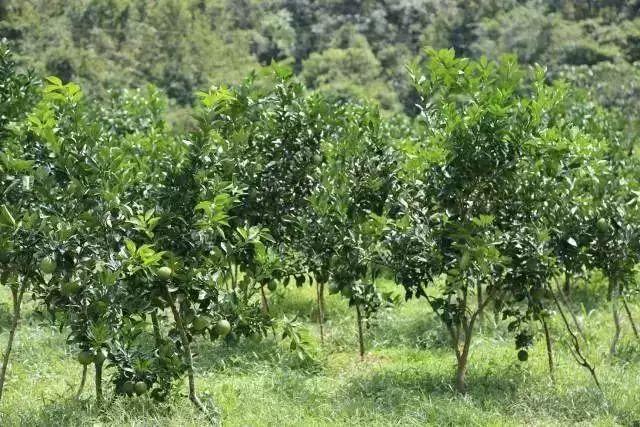 柑橘幼樹(shù)鋪地膜種植手藝_廣柑樹(shù)苗哪里批發(fā)