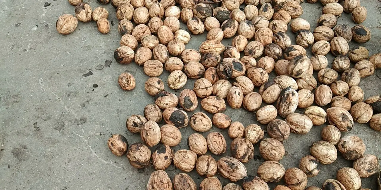 开发商为什么要做社群 chatgpt开发商