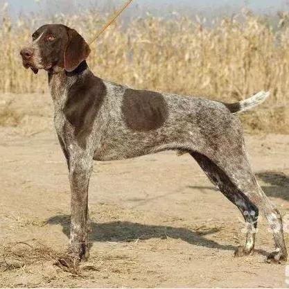 温州市狗狗店在哪里的长尾关键词有什么