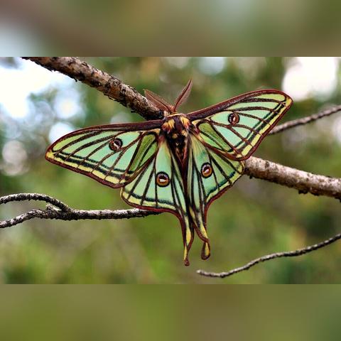 西班牙国家的足球运动员的长尾关键词有什么