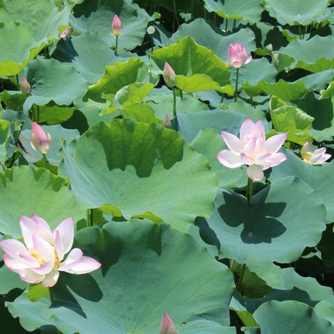 东莞市荷塘灯光秀在哪里