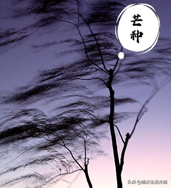 2021芒种节气图片早安心语说说
