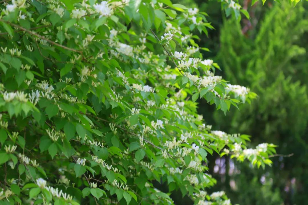 金银木果实的药用价值,金银花的种植前景怎么样?"