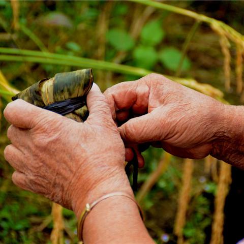 桂林市哪里有粽子叶