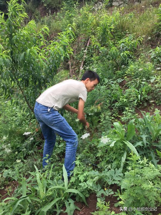 85后上海巴士司机辞职回乡种植黄桃，走上创业之路