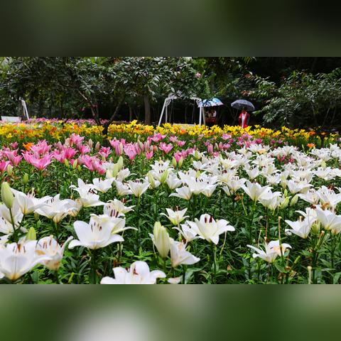 济南市哪里百合花最好