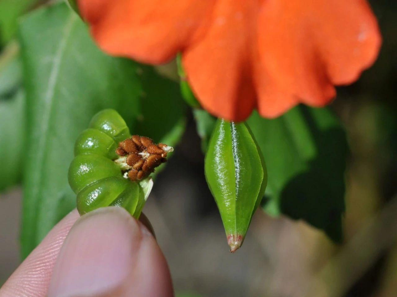 秋季适合种什么花盆栽,秋天可以给茉莉花换盆修剪吗?