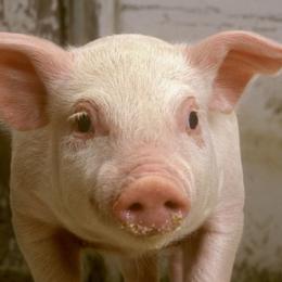 【厦门今日生猪价格】2025年5月7日厦门生猪价格是多少