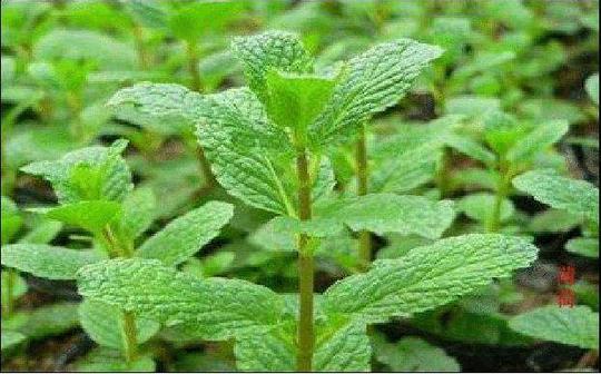 种植薄荷前景如何、冷门种植能致富吗？