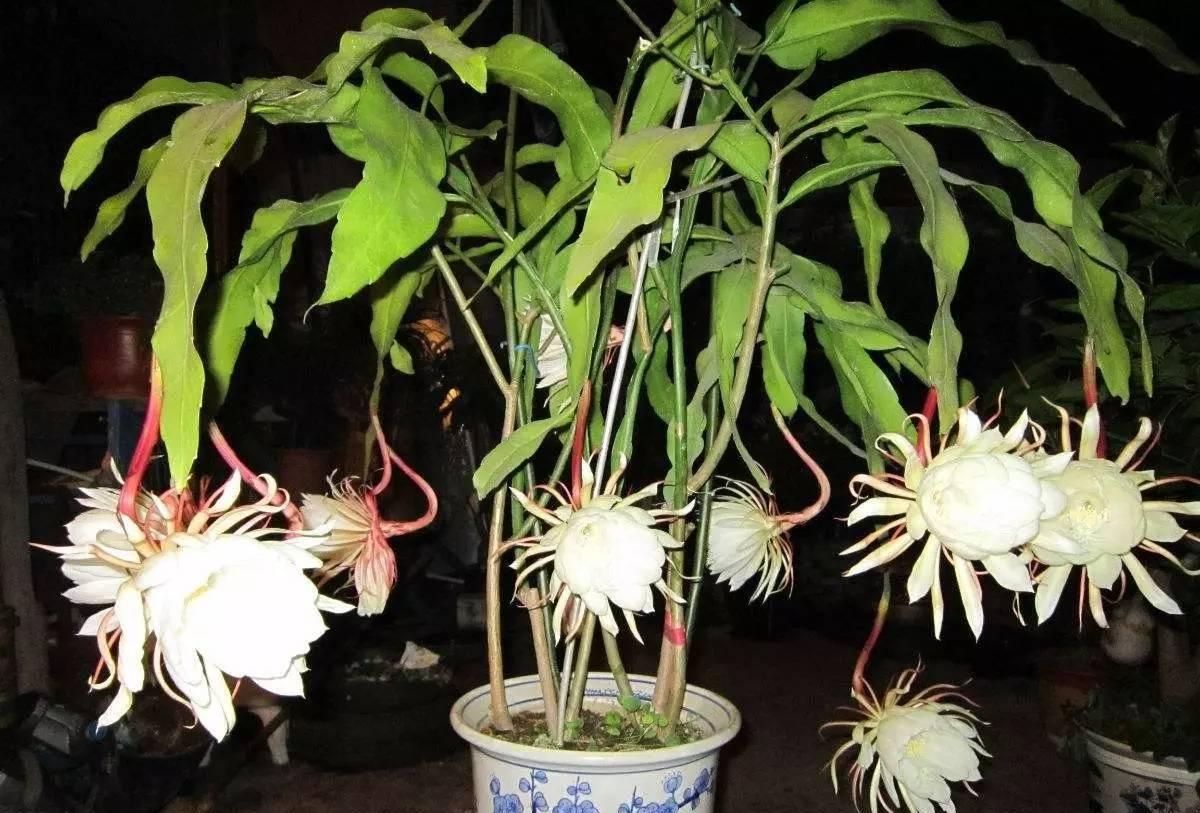 月下美人怎么合成(什么植物形容才女)