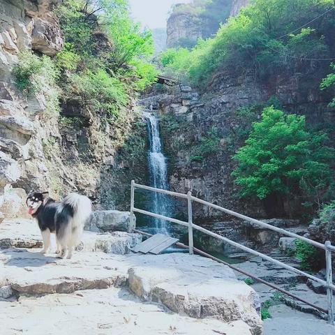 桂林哪里有卖狗的相关长尾关键词有哪些