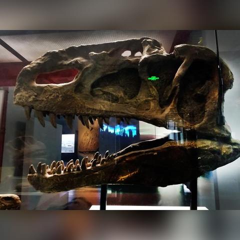 河北省保定市博物馆恐龙的长尾关键词有什么