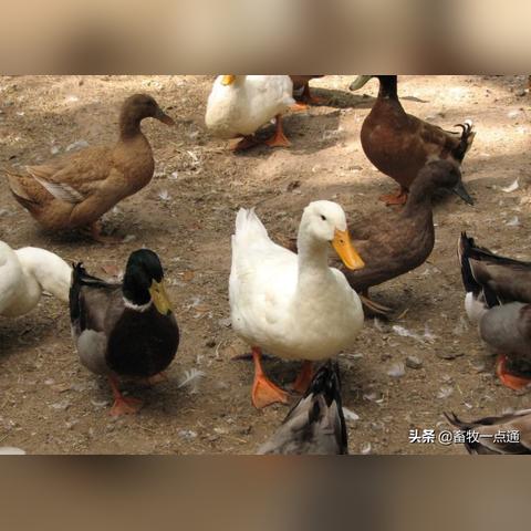 没有工具怎么孵鸭蛋图解长尾关键词集合