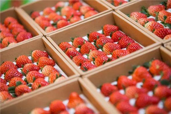 糖尿病能不能吃草莓