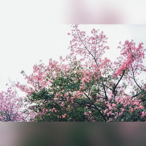 东莞市改名字在哪里办理