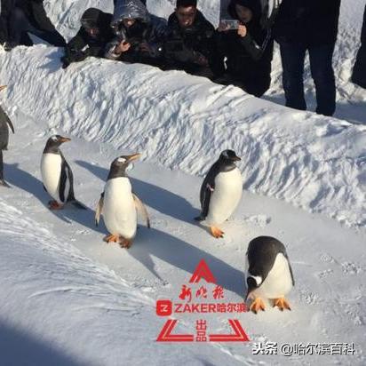 哈尔滨企鹅手绘相关长尾关键词有哪些