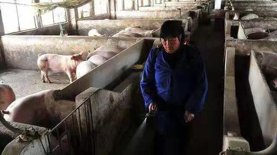 猪价惨遭“冷门”，14日行情骤变，养殖户在恐惧，吃货们在暗喜