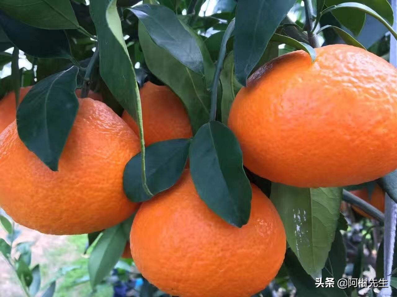 爱媛是对什么人的称呼（今年柑橘价格如何）