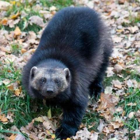 棒针编织动物图案大全的长尾关键词有哪些