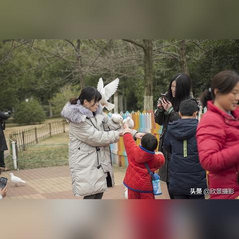 合肥市什么鸟最好