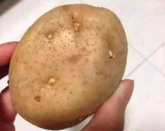 怀孕可以吃土豆吗