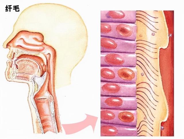 为什么总是觉得鼻子很干燥 为什么总是觉得鼻子很干燥