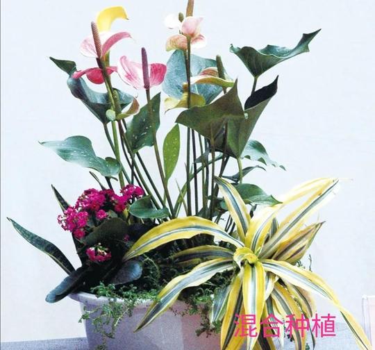 乡村创业，花卉新式盆栽方法增值又时尚