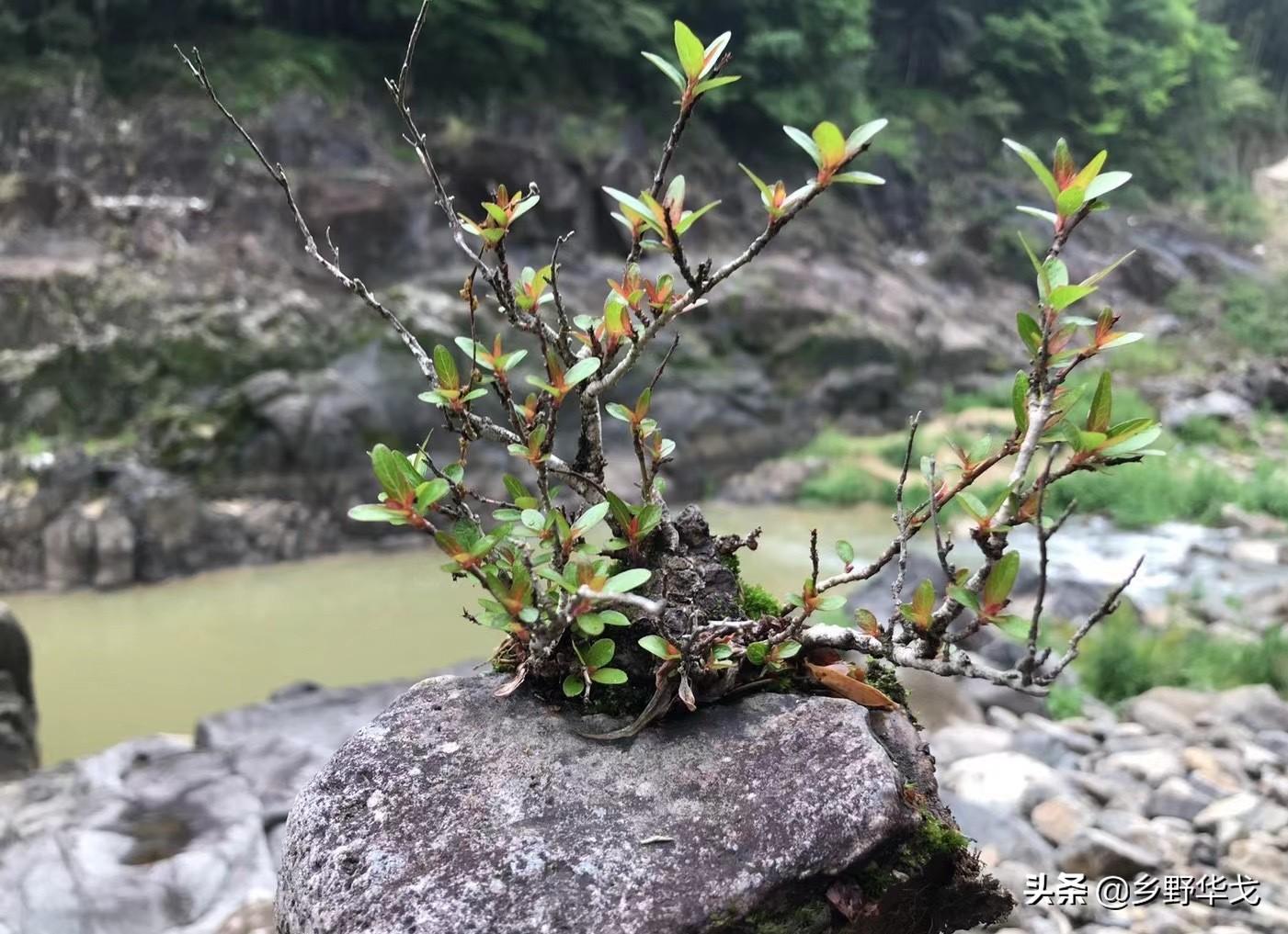 水杨梅盆栽,小区里路边常用的一种绿化乔木?