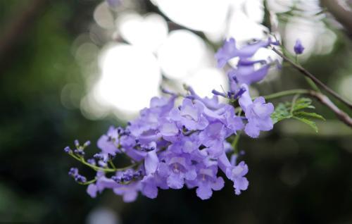 风铃木花语,风铃花的品格?