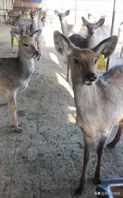 养梅花鹿赚钱，你也想驯养梅花鹿？知道这些才能挑选到优质的种鹿