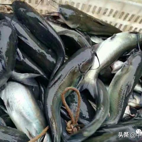 河南南部养黑鱼怎么样啊