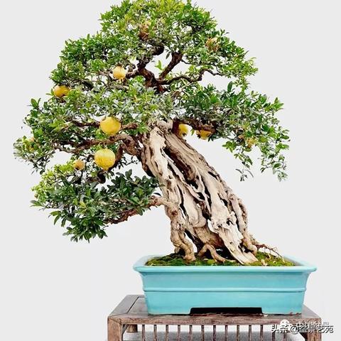 武汉楚采在哪的相关长尾关键词有哪些