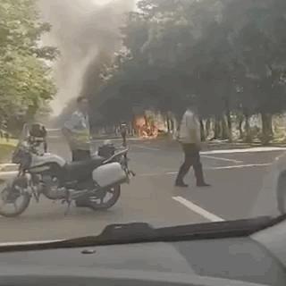 广州市什么树出名