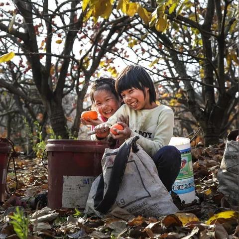 桂林市哪里产柿子好吃呢