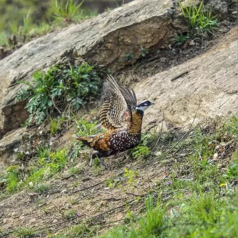 河南先傲的相关长尾关键词有哪些