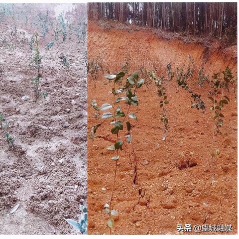 湖南长沙莫相关长尾关键词有哪些