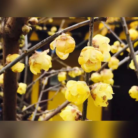 桂林市看花地方在哪里啊