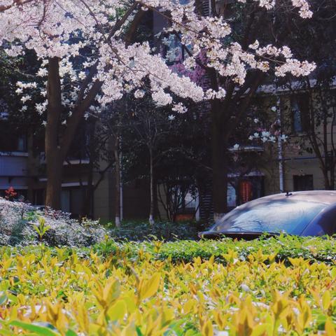 西安结婚预约怎么申请？