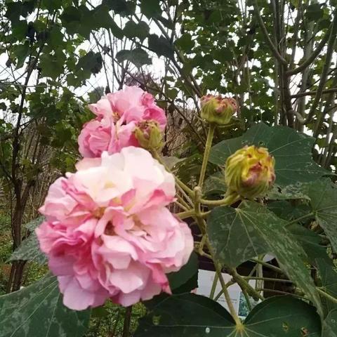 成都市景点花荟公园在哪里
