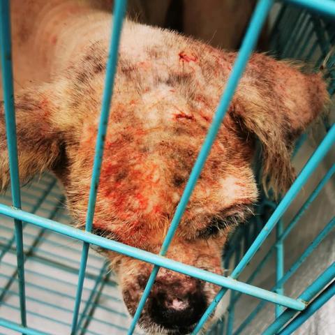 无锡市买狗在哪里买