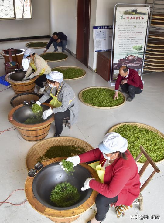 河南宜阳青年返乡创业变废为宝酸枣芽黄黄苗白毫统统炒成茶