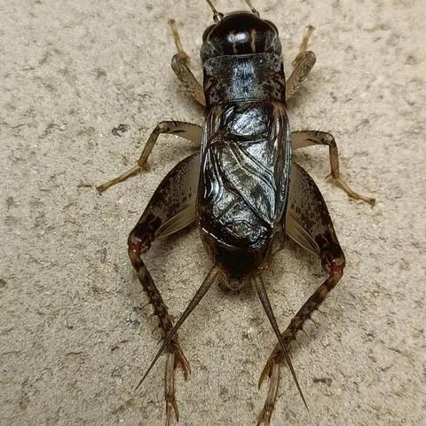 上海随申码到福建有用吗？
