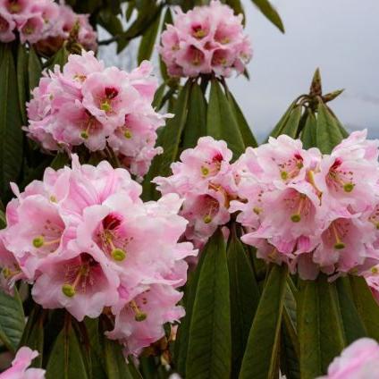 成都西岭2月份气温的长尾关键词有哪些