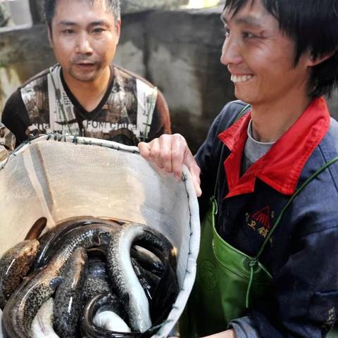 福建淡水养殖什么