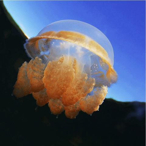 【海蜇和水母,海蜇和水母是一种动物吗】 【海蜇和水母,海蜇和水母是一种动物吗】